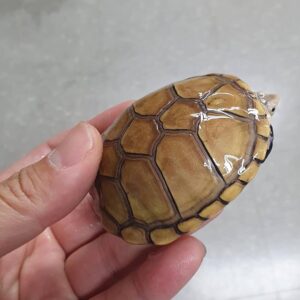 黄濑泥龟宝宝出售