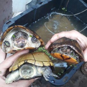 海瑞拉(氏)泥龟出售