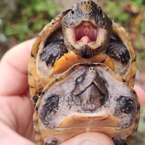 婴儿长头麝香龟出售