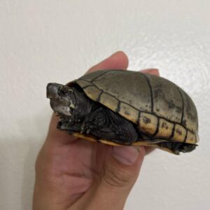 头盔泥龟