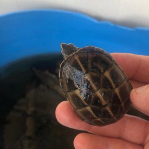 条纹泥龟出售