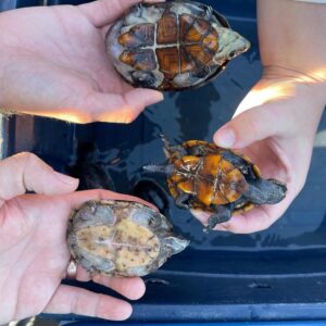 佛罗里达泥龟出售