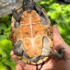 成人条纹泥龟出售