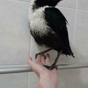 baby crow for sale near me