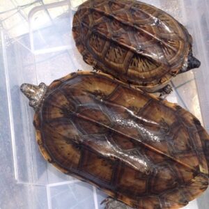 墨西哥大麝香龟出售, 墨西哥蠑螈香港, 墨西哥蝾螈香港, 墨西哥贷款, 墨西哥贷款平台, 墨西哥箱龟, 大闹墨香, 香槟大厦b座, 香槟大厦二手表, 大茴香 小茴香 区别, 墨西哥蝾螈 香港, 大j 墨西哥, 香港墨西哥蝾螈, 香港墨西哥蠑螈, 香槟大厦收购