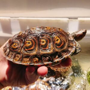 wood turtles for sale