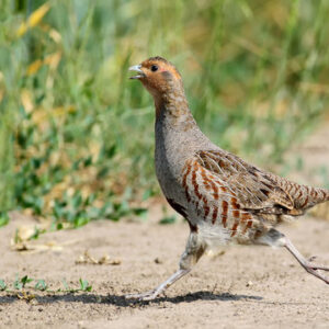 Hungarian Partridge for sale
