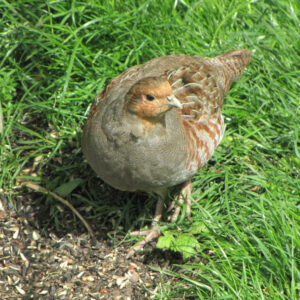 female english partridge for sale