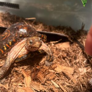 wood turtle for sale