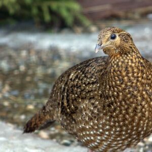Satyr Tragopan Pheasant Breeder