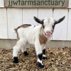 Female dwarf goat
