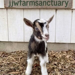 A cute tri-color baby goat with blue eyes standing in straw at JJW Farm Sanctuary